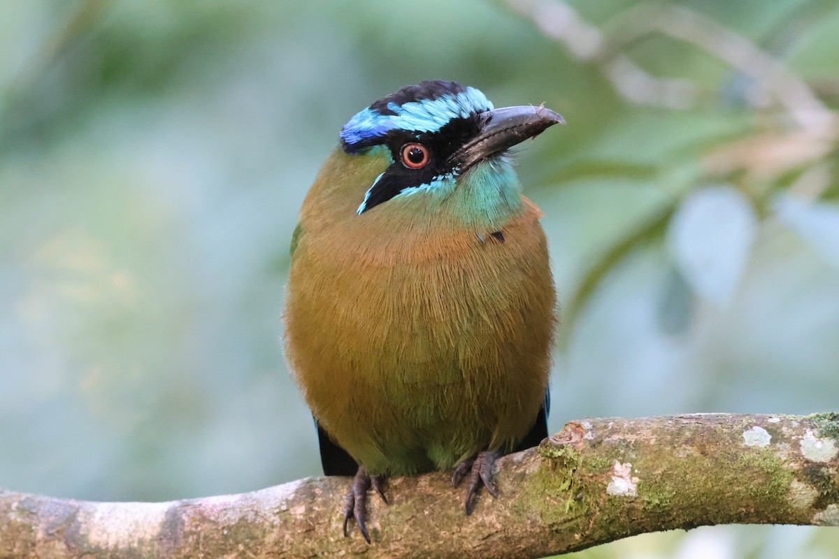 Lesson Motmotu - ML645783950