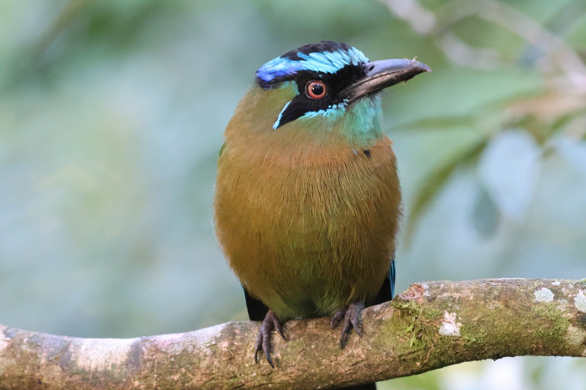 Lesson Motmotu - ML645783951