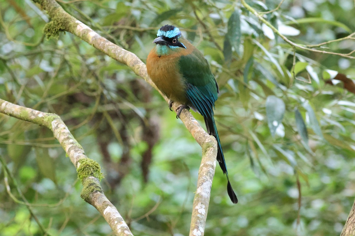 Lesson Motmotu - ML645783952