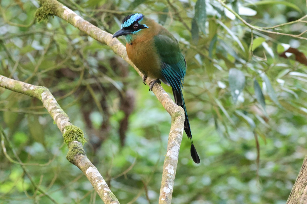 Lesson Motmotu - ML645783953