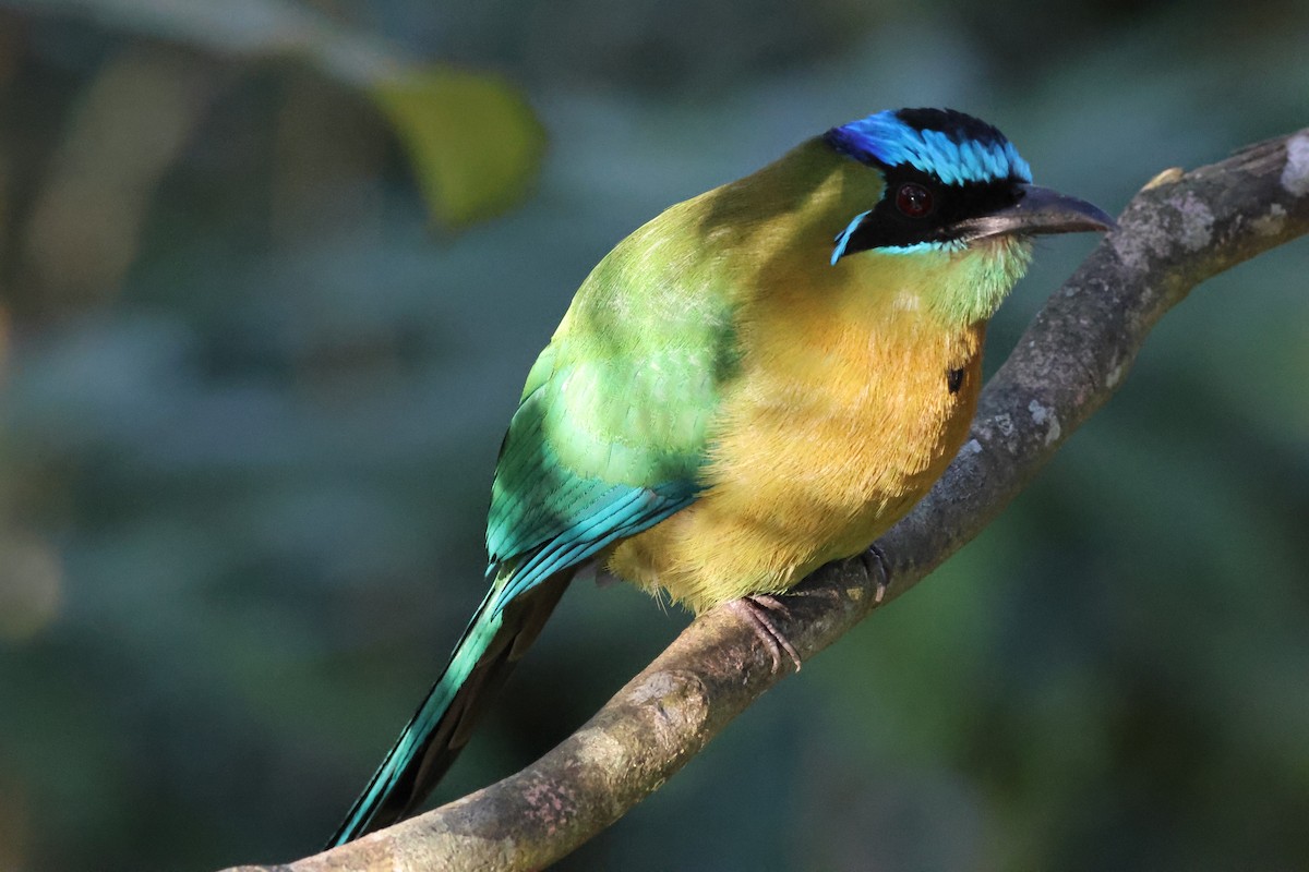 Lesson Motmotu - ML645783954