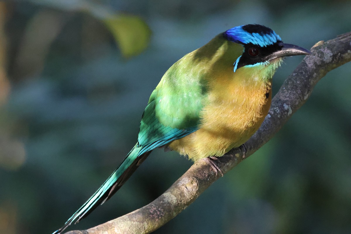 Lesson Motmotu - ML645783955