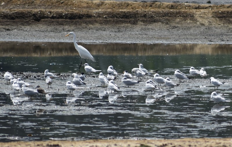 Gull-billed Tern - ML645783960
