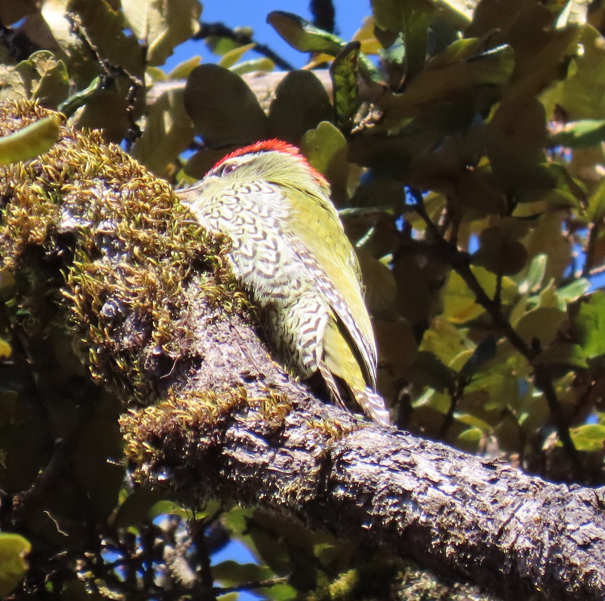 skjellbukspett - ML645783965