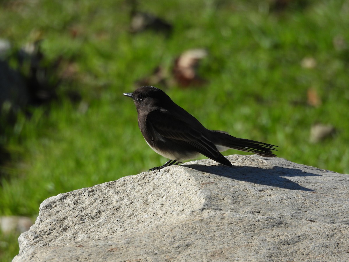 Black Phoebe - ML645783974