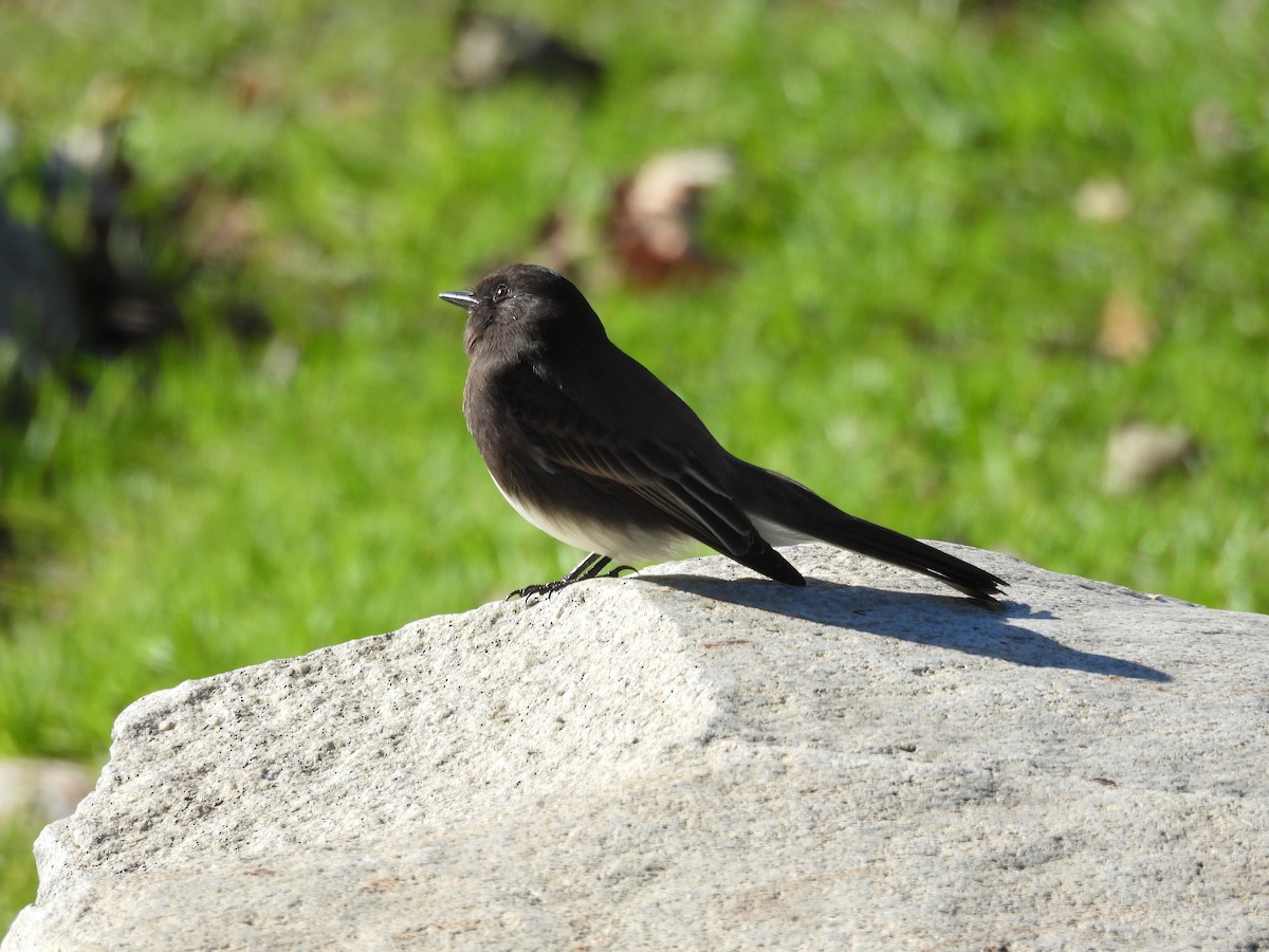 Black Phoebe - ML645783975