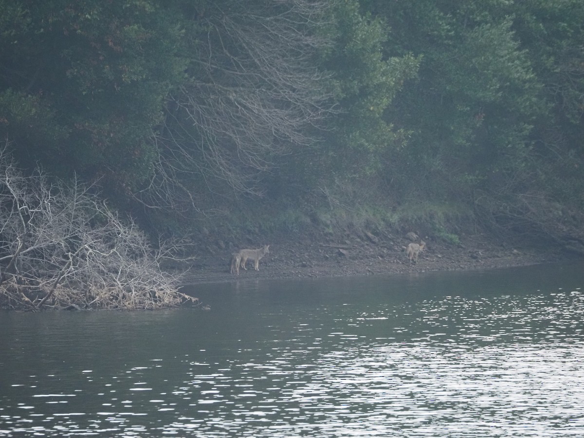 Coyote - ML645783976