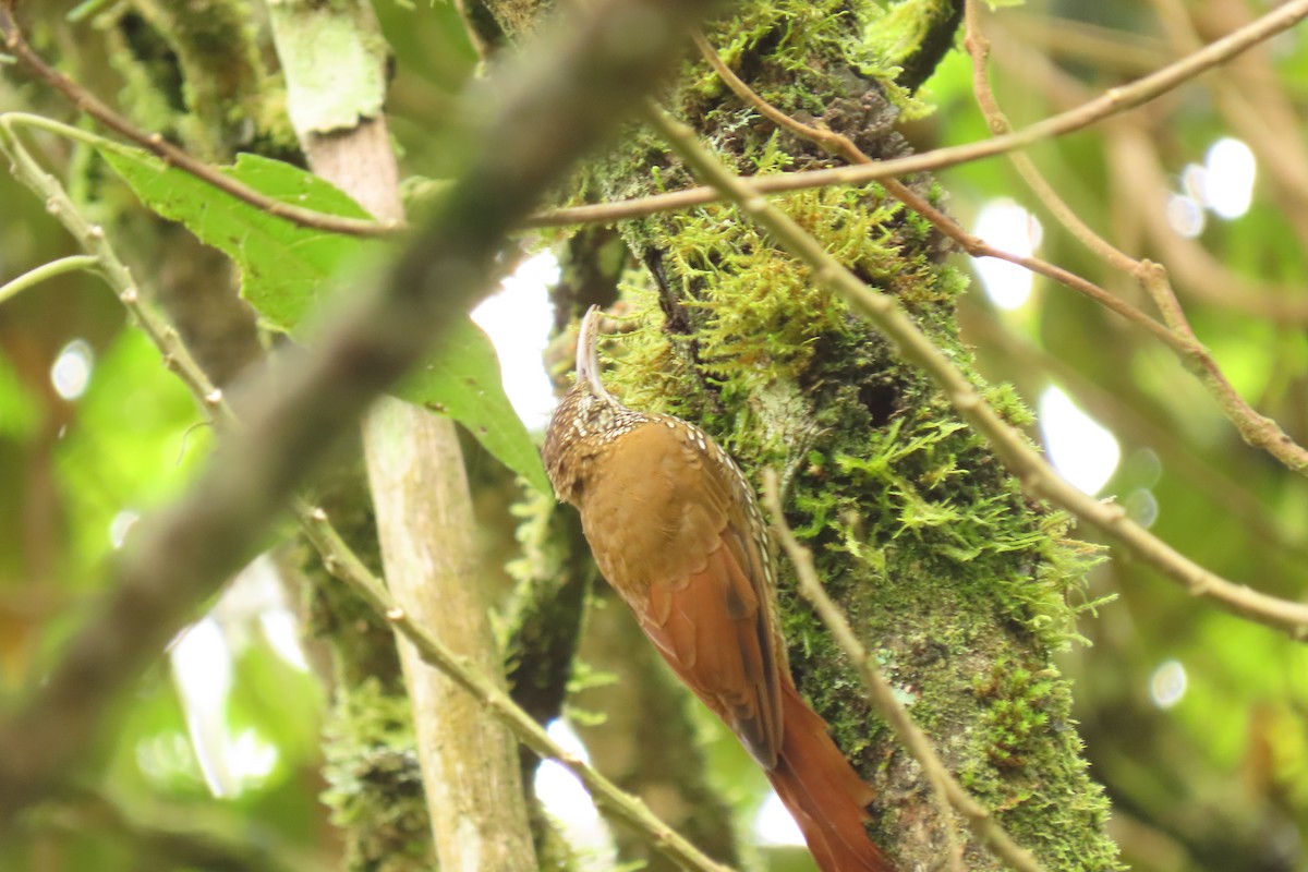 tåretreløper - ML645783980