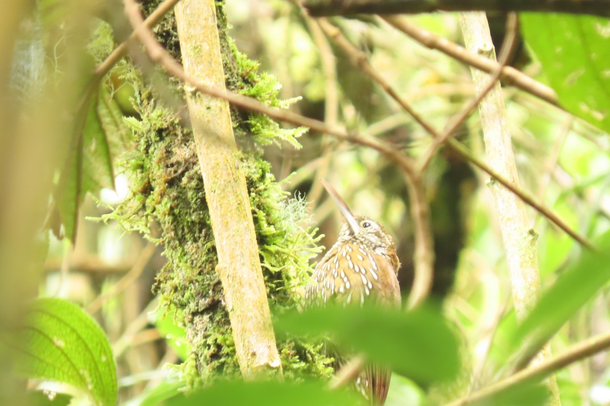 tåretreløper - ML645783994