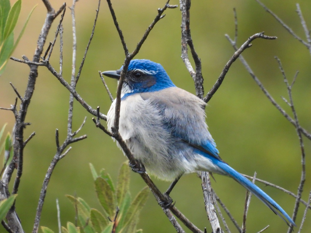 California Scrub-Jay - ML645783995