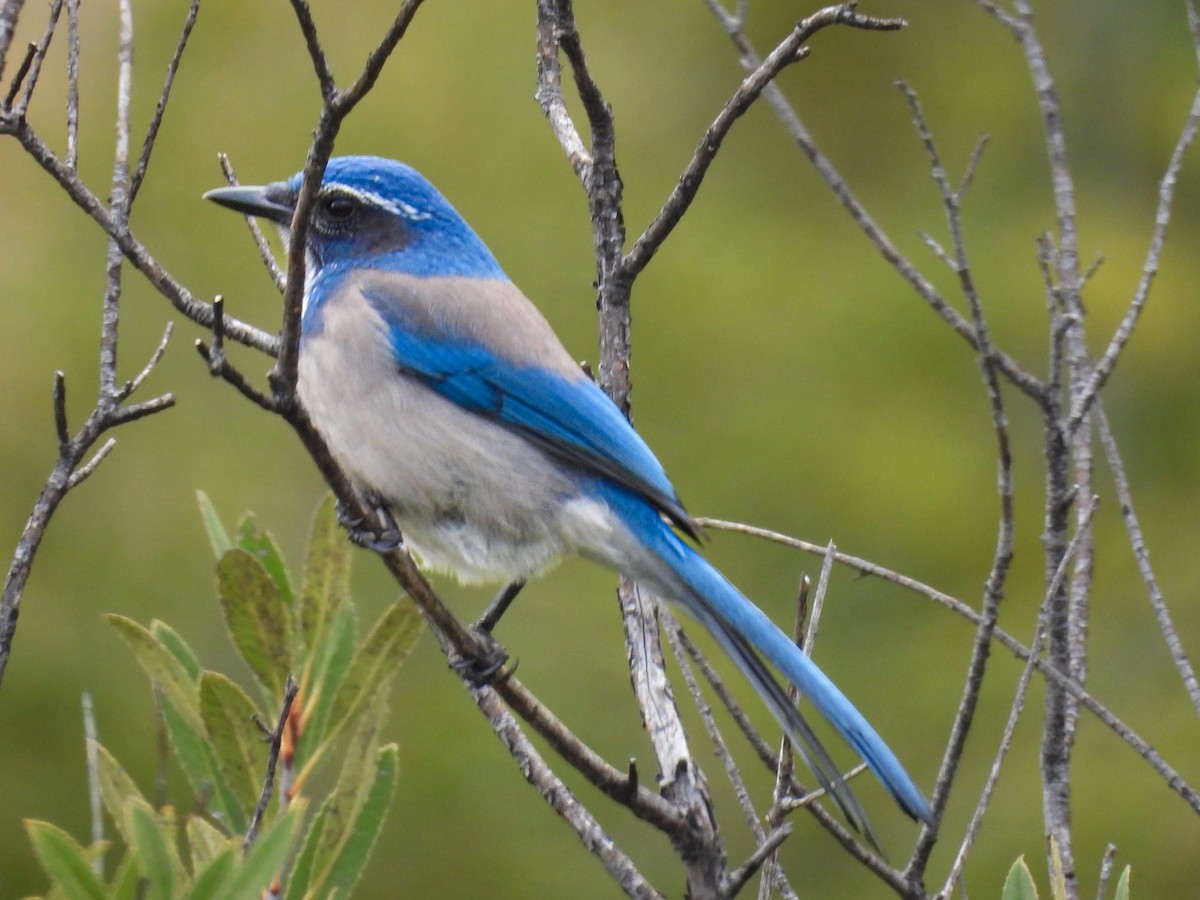 California Scrub-Jay - ML645783997