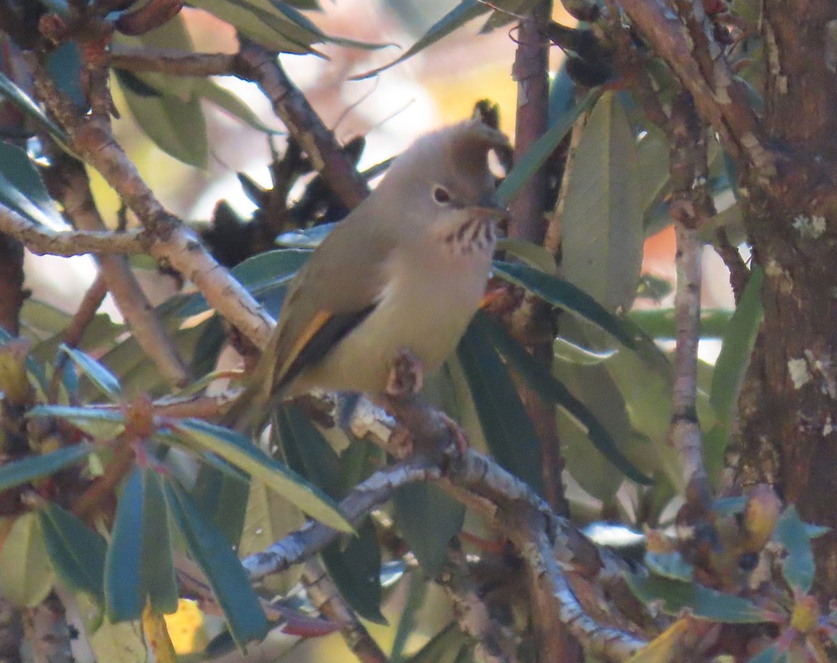 Югина темнокрила - ML645784000