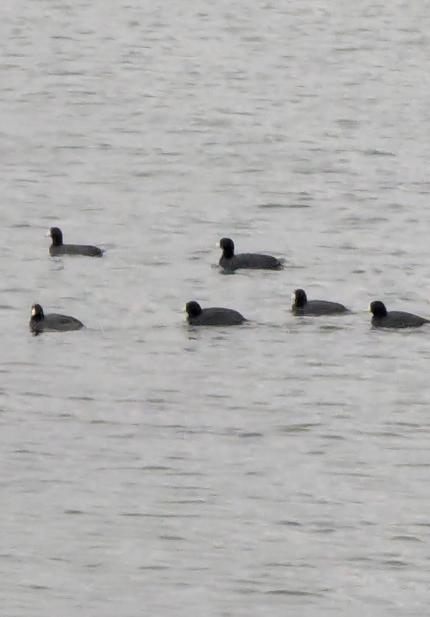 American Coot - ML645784014