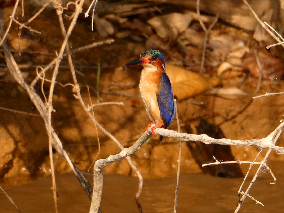 Malagasy Kingfisher - ML645784018