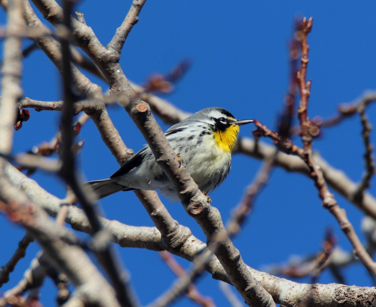 lesňáček zlatohrdlý - ML645784020