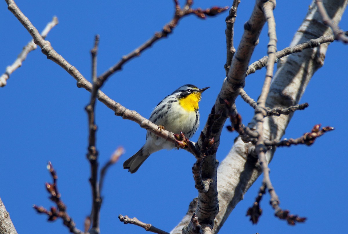 lesňáček zlatohrdlý - ML645784021