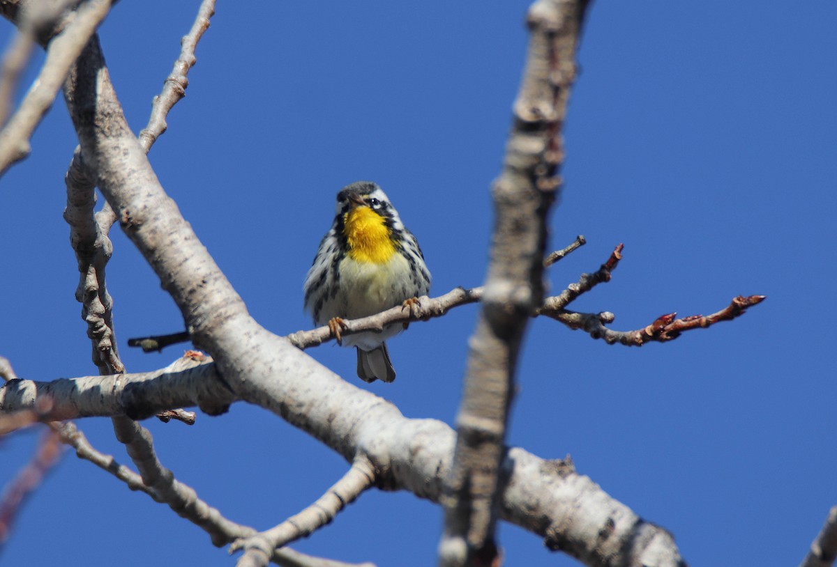 lesňáček zlatohrdlý - ML645784022