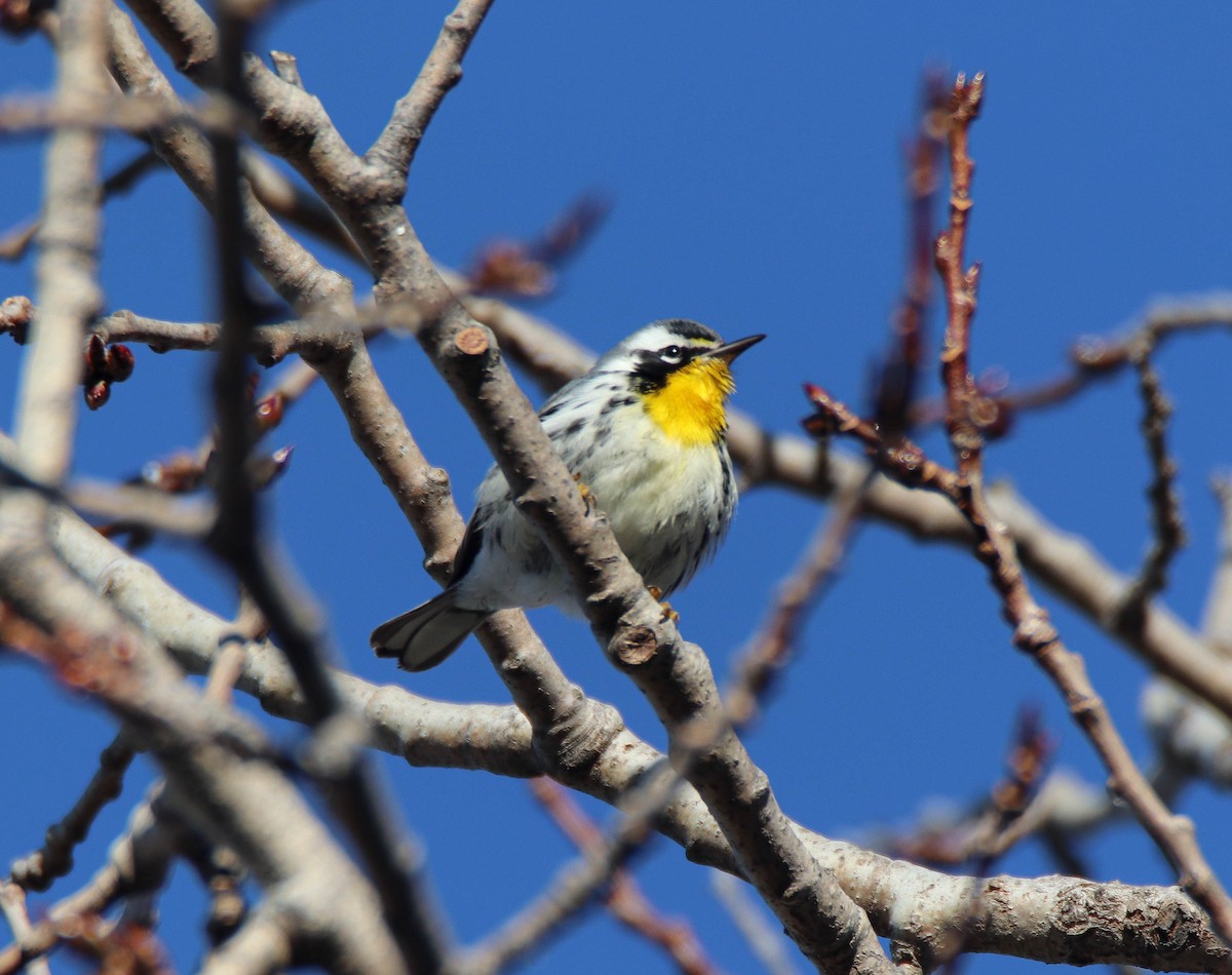 lesňáček zlatohrdlý - ML645784024