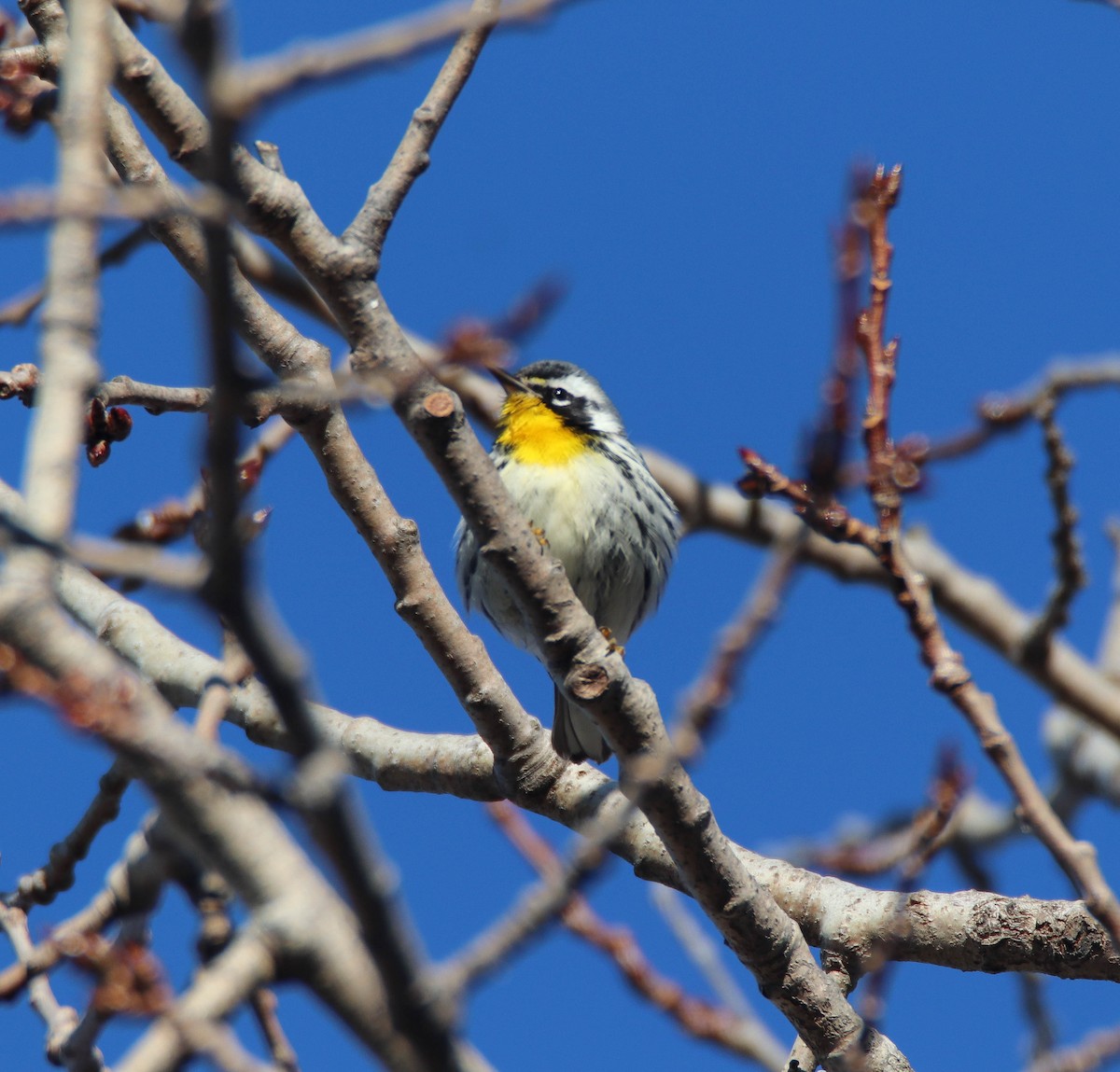 lesňáček zlatohrdlý - ML645784025