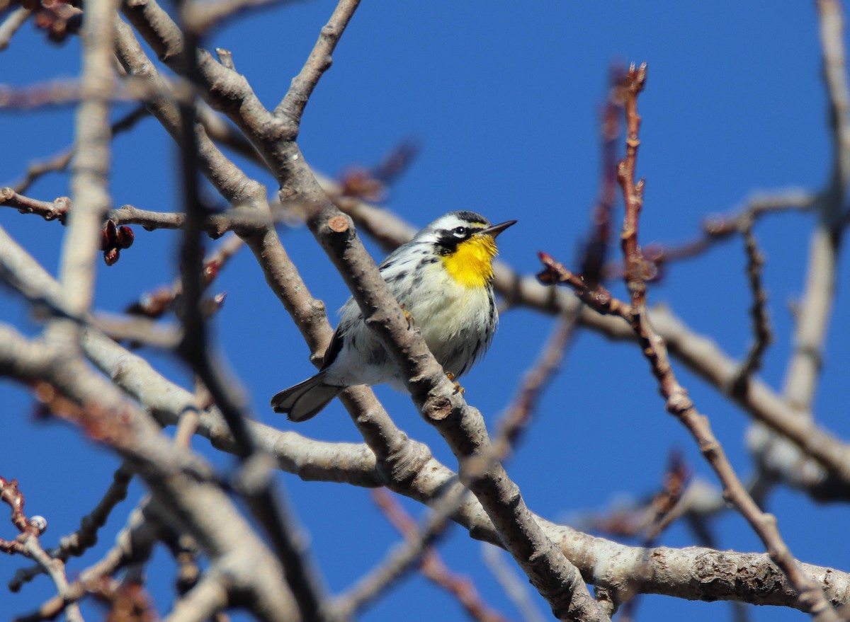 lesňáček zlatohrdlý - ML645784026