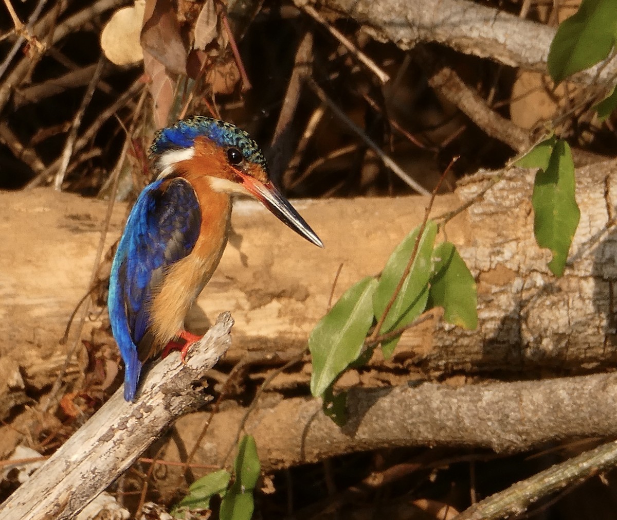 Malagasy Kingfisher - ML645784029