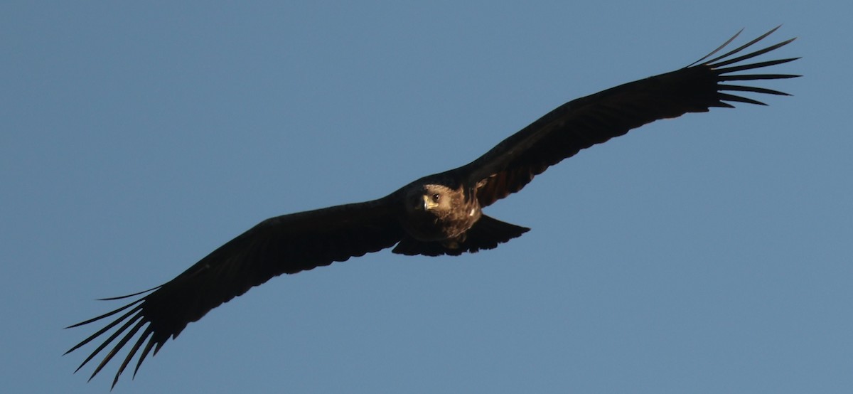 Aquila anatraia maggiore - ML645784031