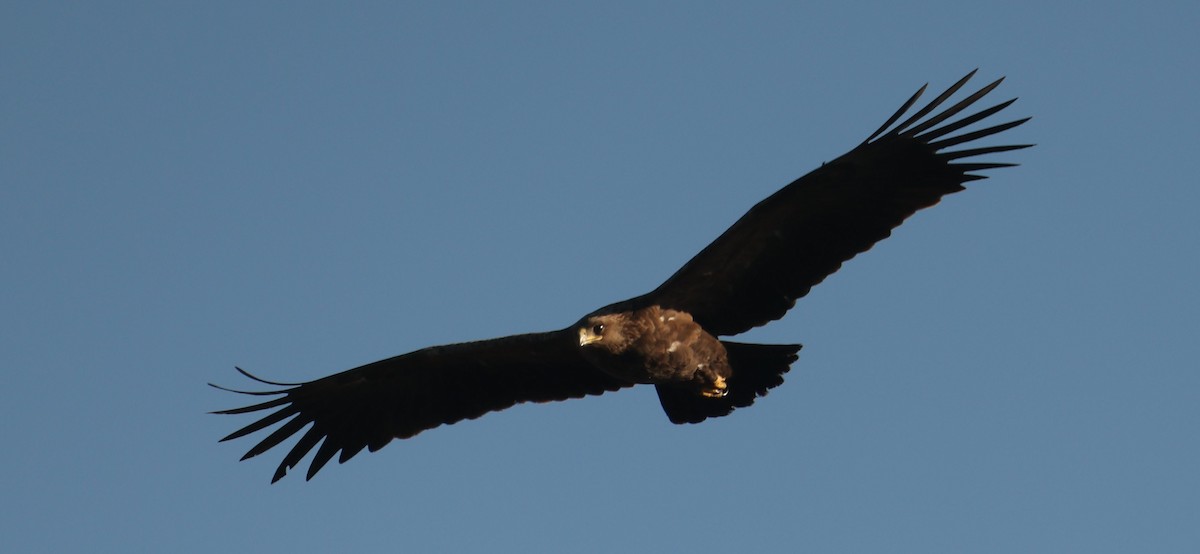 Aquila anatraia maggiore - ML645784032