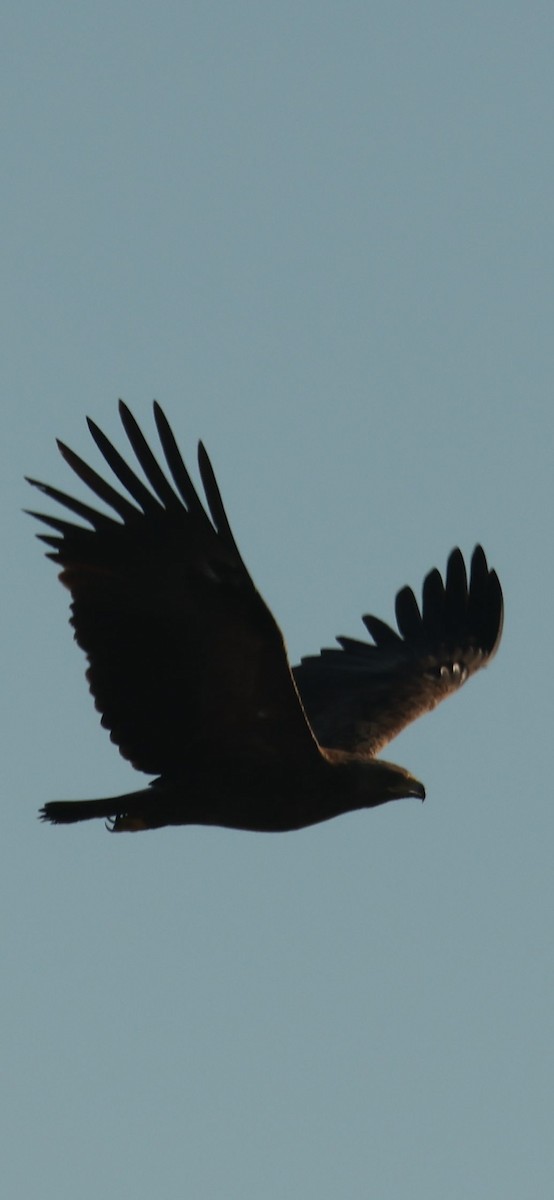 Aquila anatraia maggiore - ML645784033