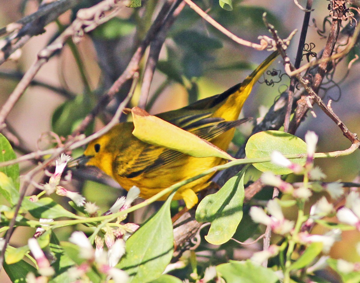 Northern Yellow Warbler - ML645784045