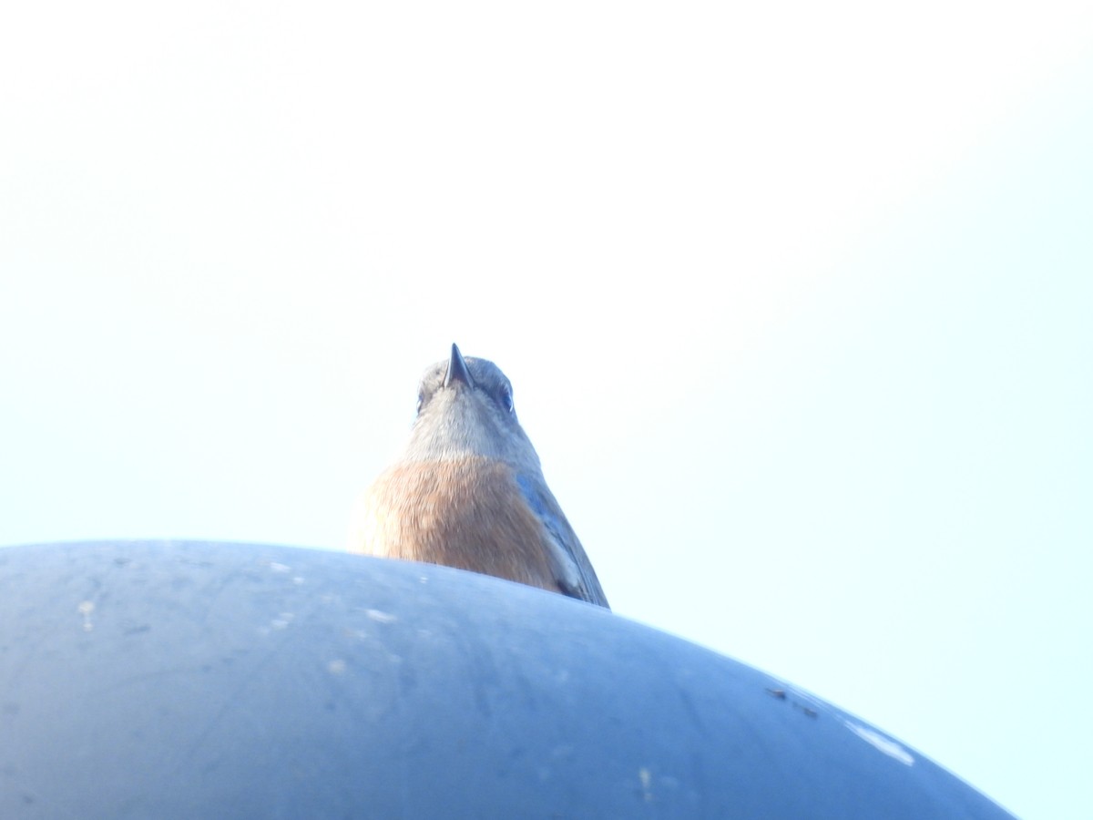 Western Bluebird - ML645784084