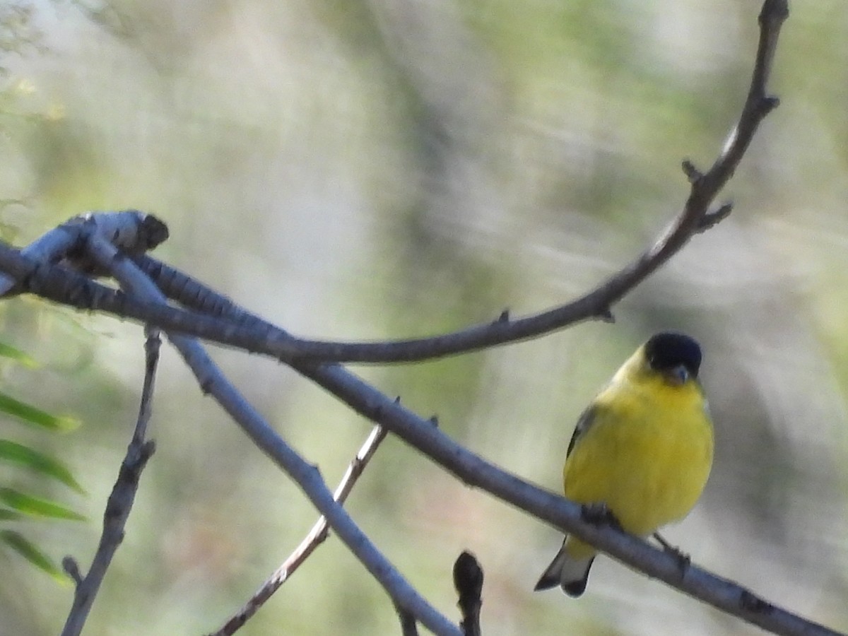 Lesser Goldfinch - ML645784086