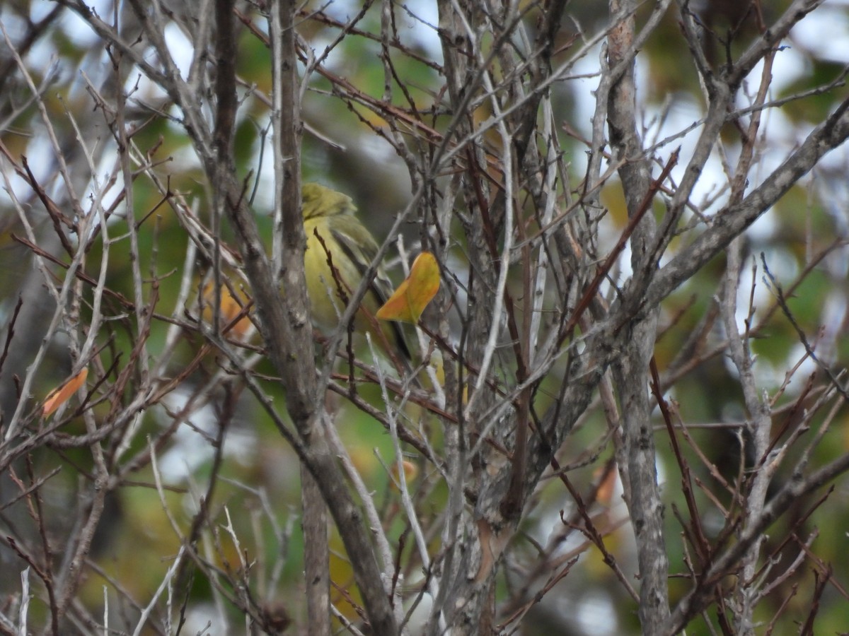 Lesser Goldfinch - ML645784088