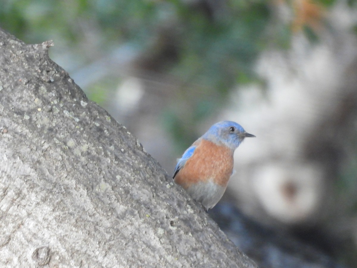 Western Bluebird - ML645784089