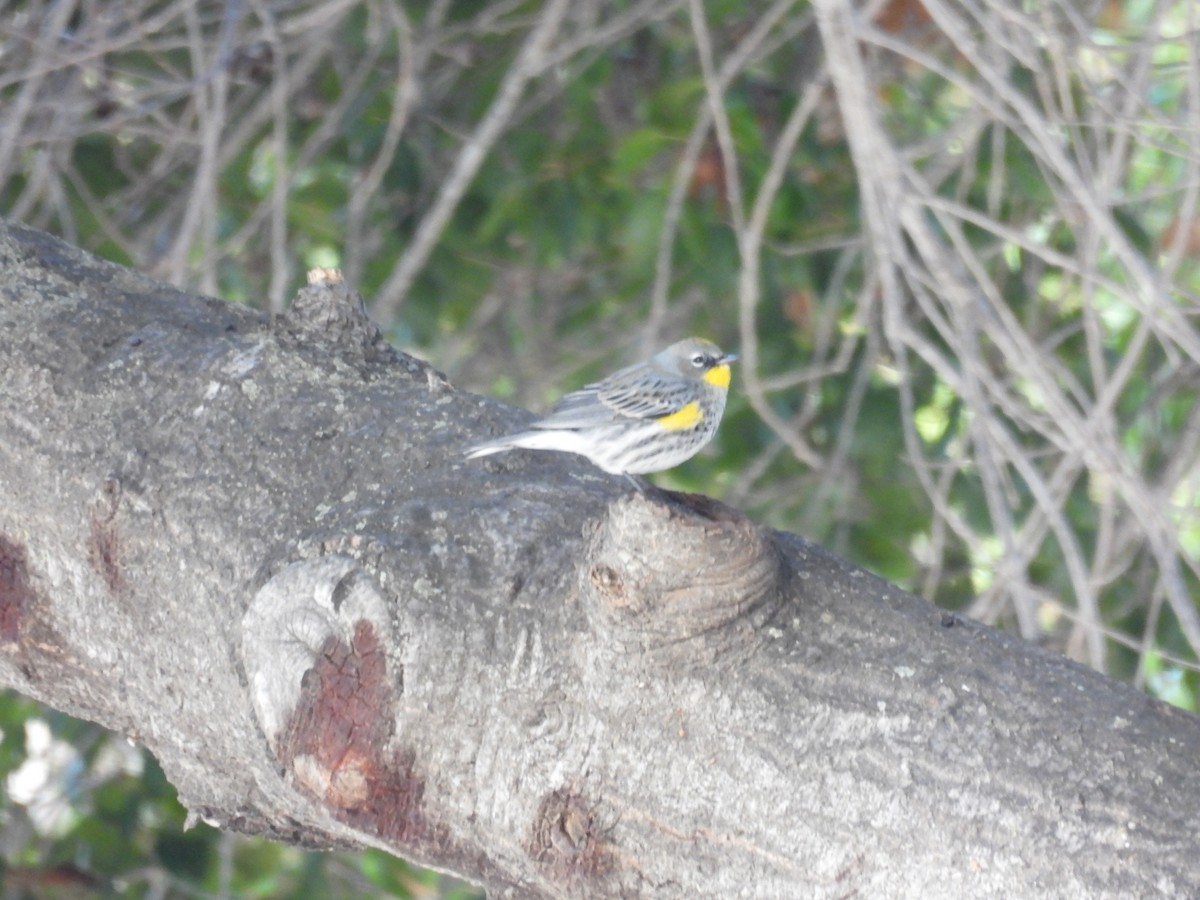 Yellow-rumped Warbler - ML645784090