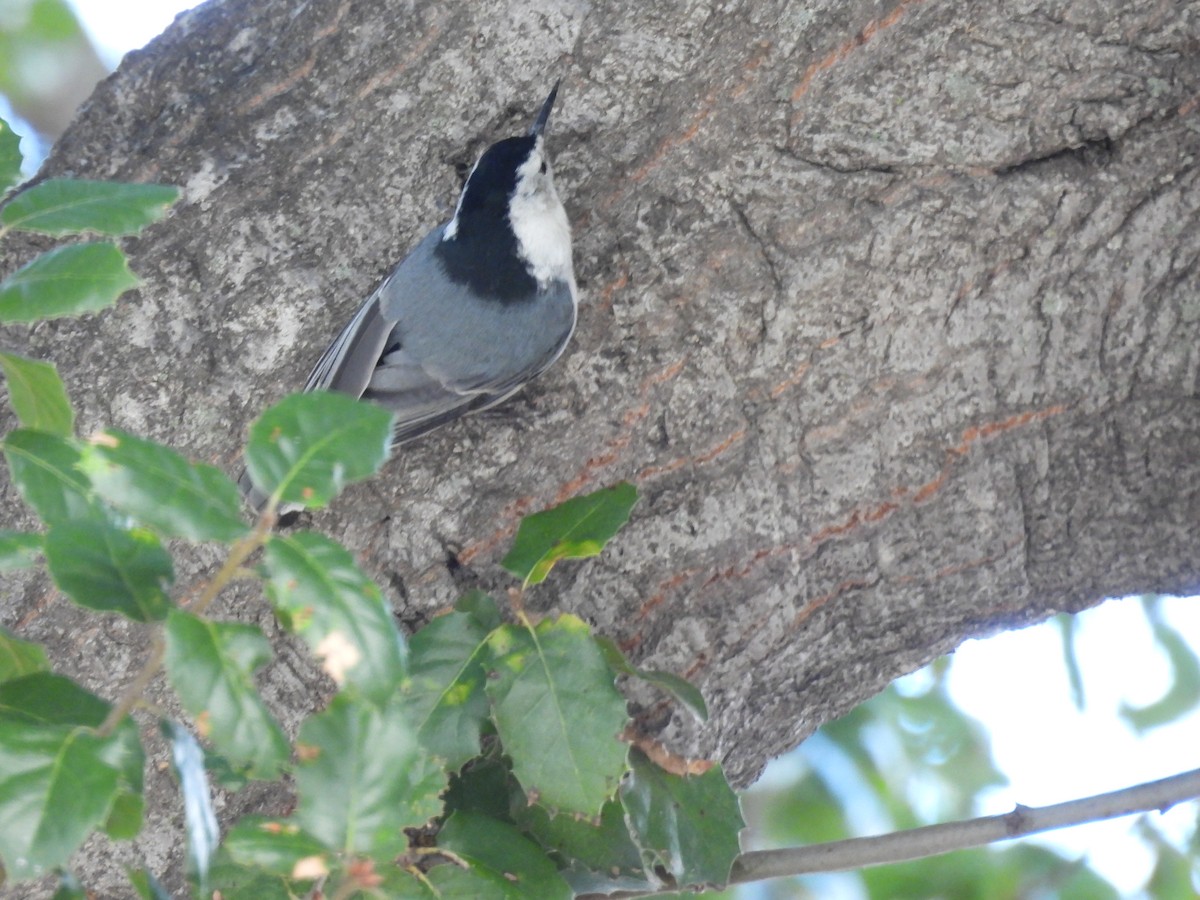 White-breasted Nuthatch - ML645784091