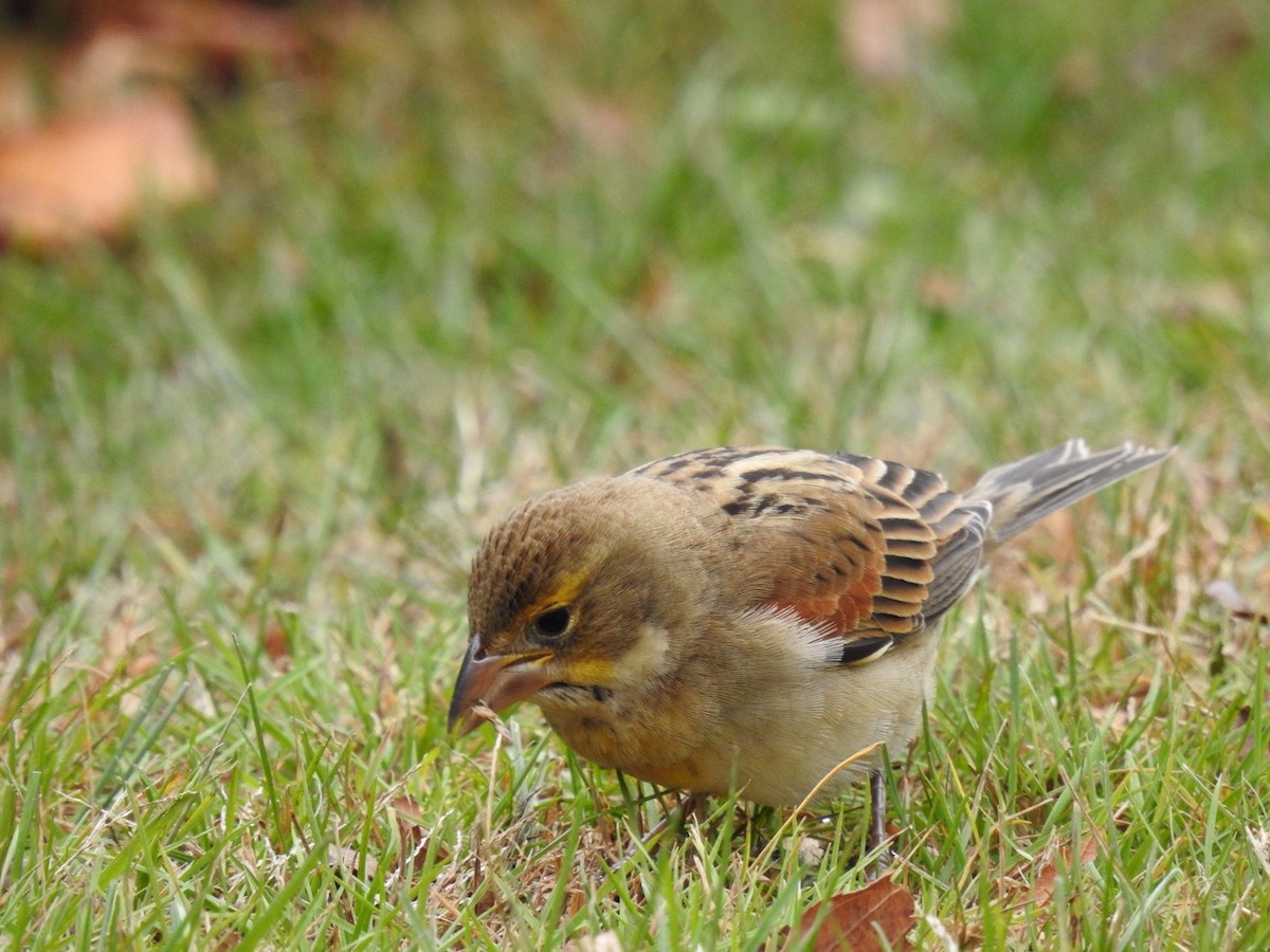Dickcissel - ML645784094