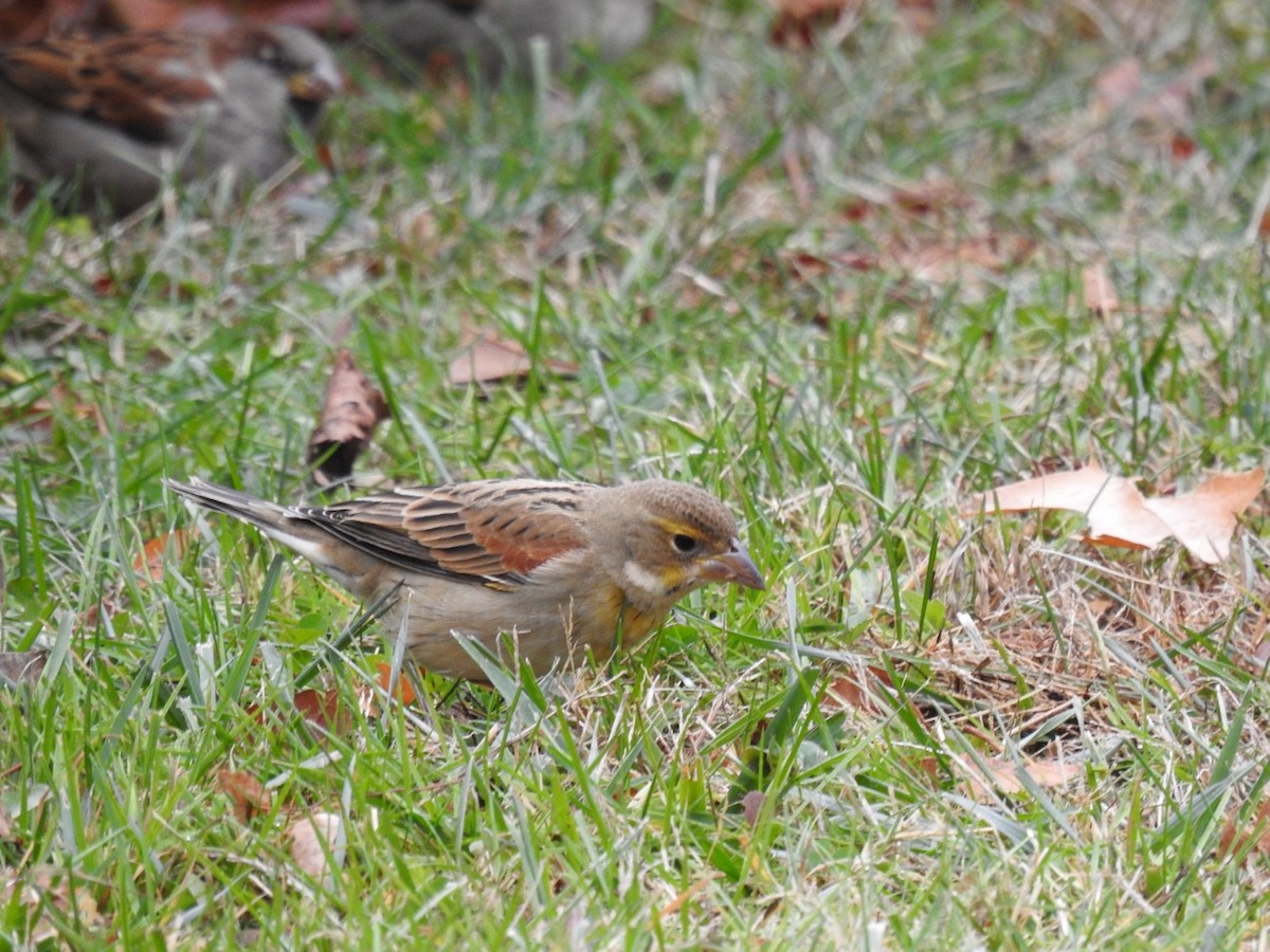 Dickcissel - ML645784096