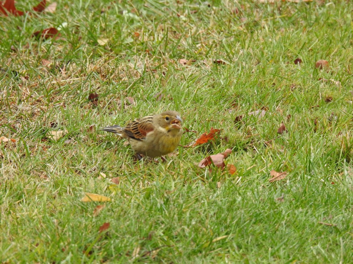 Dickcissel - ML645784097