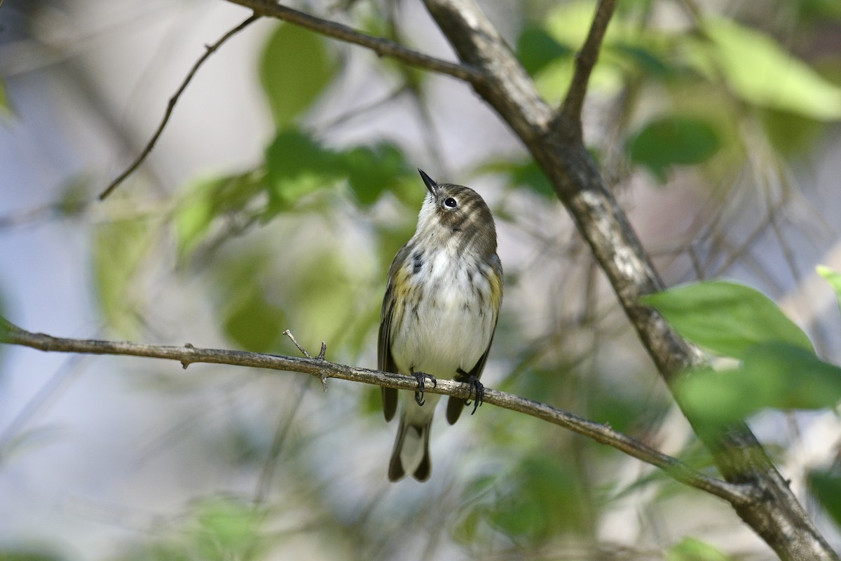 Yellow-rumped Warbler - ML645784103