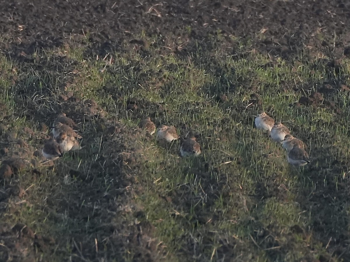 prærielo - ML645784125