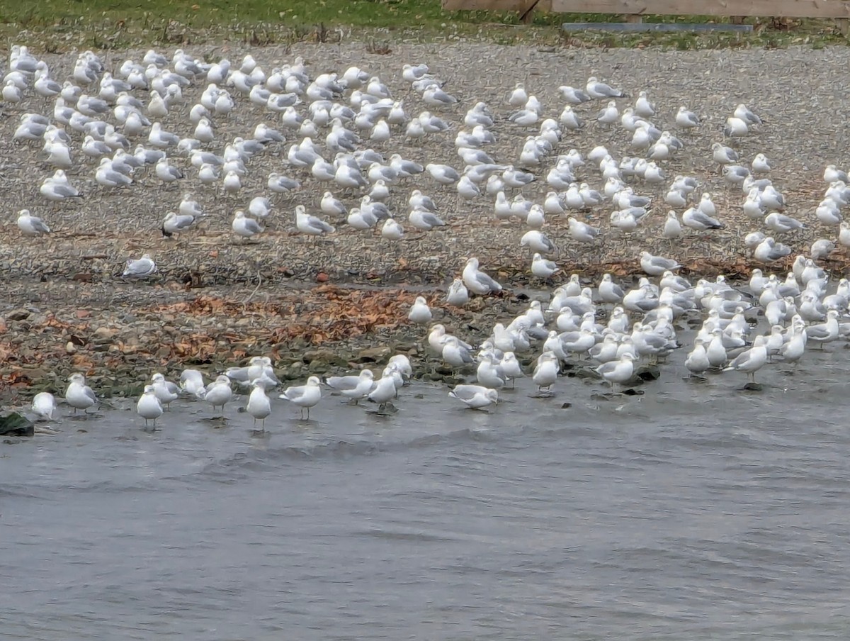 Ring-billed Gull - ML645784128