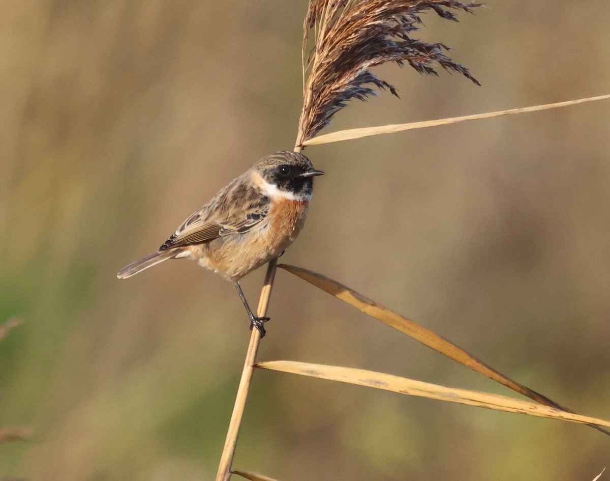 European Stonechat - ML645784131