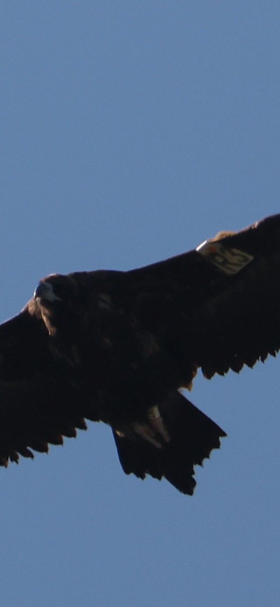 Cinereous Vulture - ML645784135