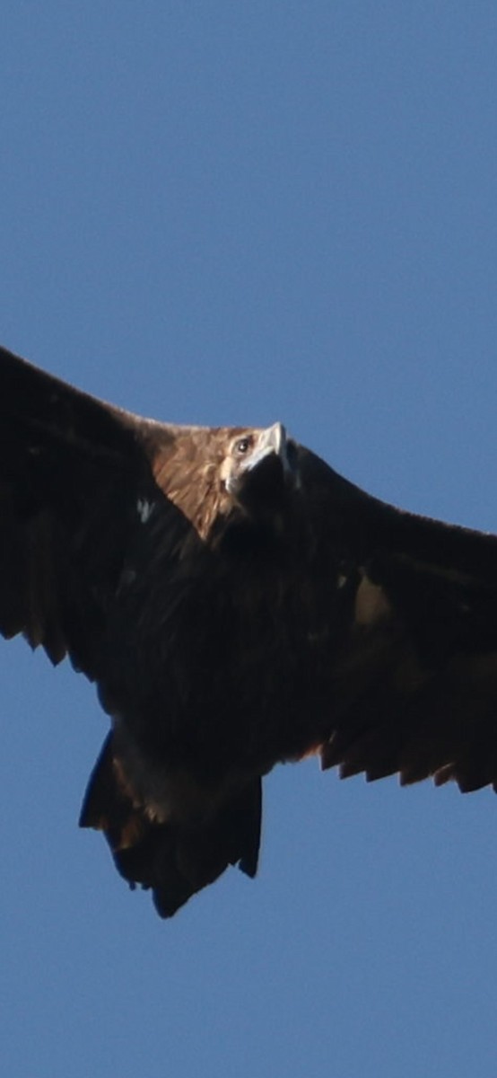 Cinereous Vulture - ML645784136