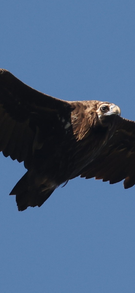 Cinereous Vulture - ML645784137