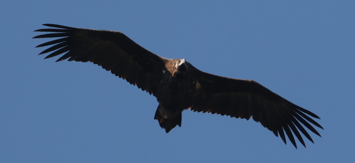 Cinereous Vulture - ML645784138
