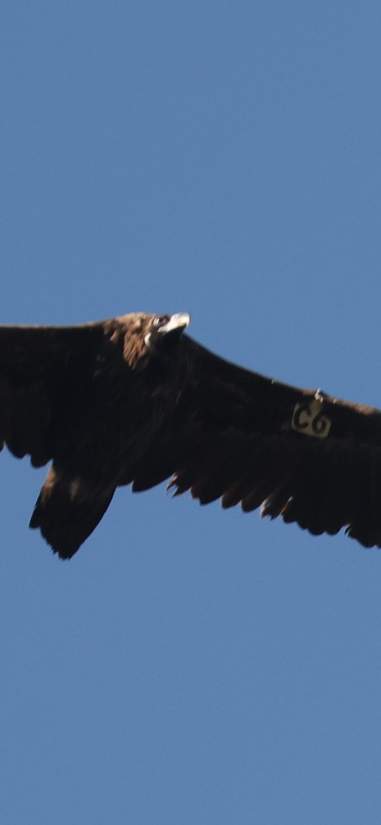 Cinereous Vulture - ML645784139