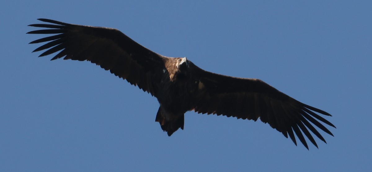 Cinereous Vulture - ML645784140