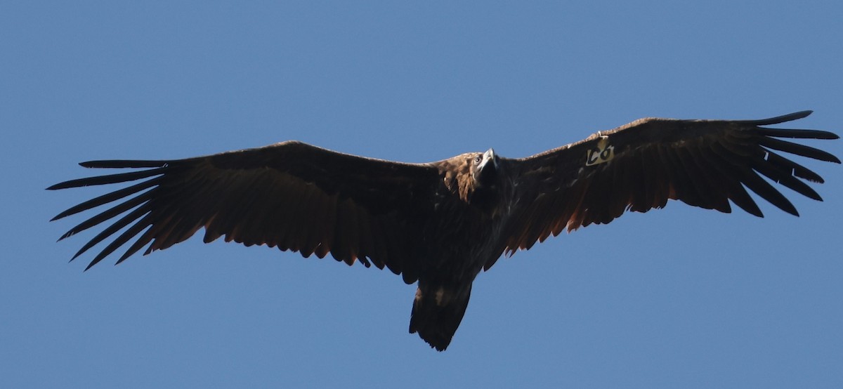 Cinereous Vulture - ML645784141