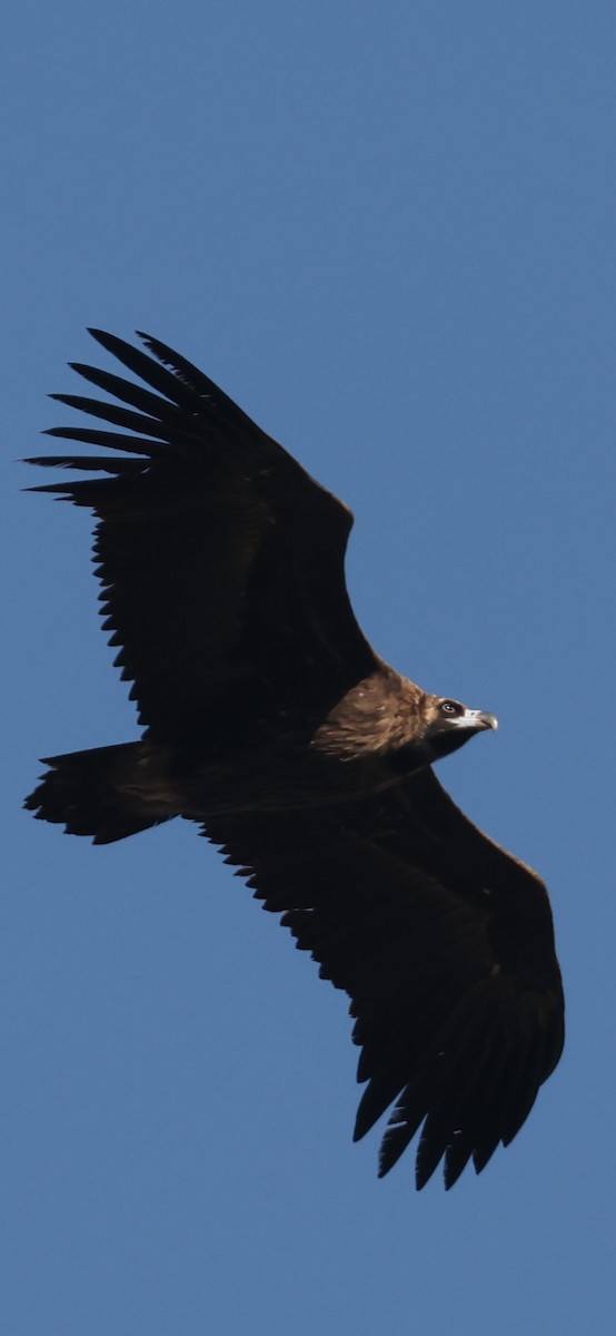 Cinereous Vulture - ML645784142